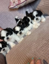 Shih Tzu puppies for sale