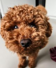 Toy Poodle puppies available for re-homing