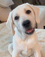 Well trained Labrador Retriever puppies ready for their new homes