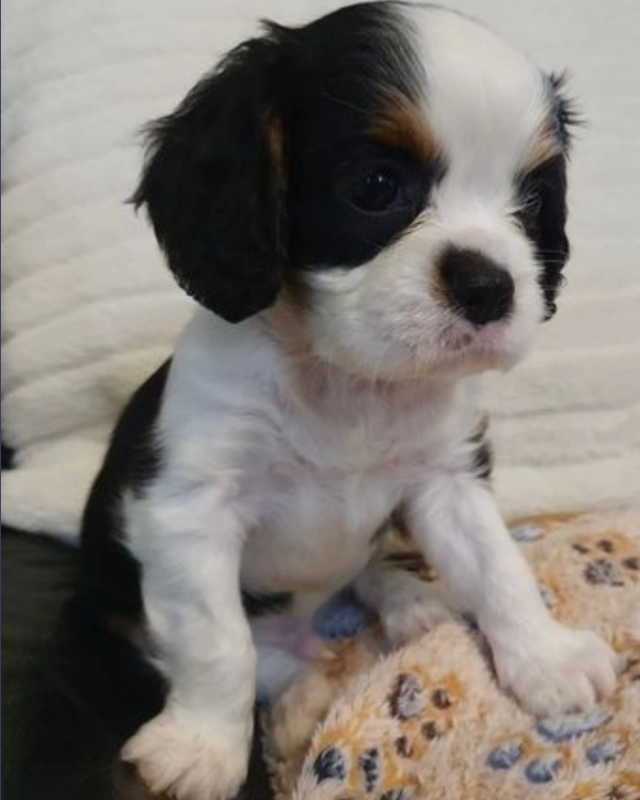 Absolutely gorgeous litter of cavalier King Charles spaniels Image eClassifieds4u