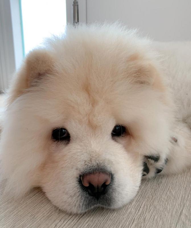 Beautiful chow chow puppies for adoption. Image eClassifieds4u