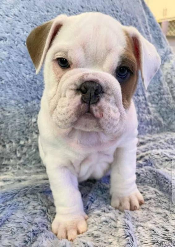 English Bulldog Puppies Ready To Go Image eClassifieds4u