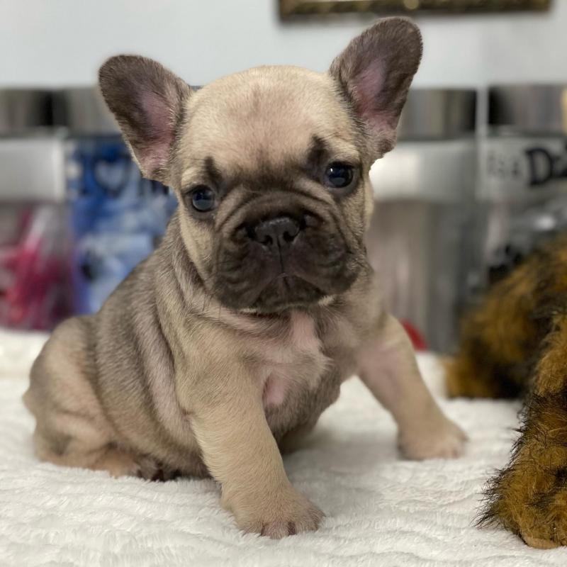 French Bulldog Puppies Ready To Leave For Their Forever Home Image eClassifieds4u