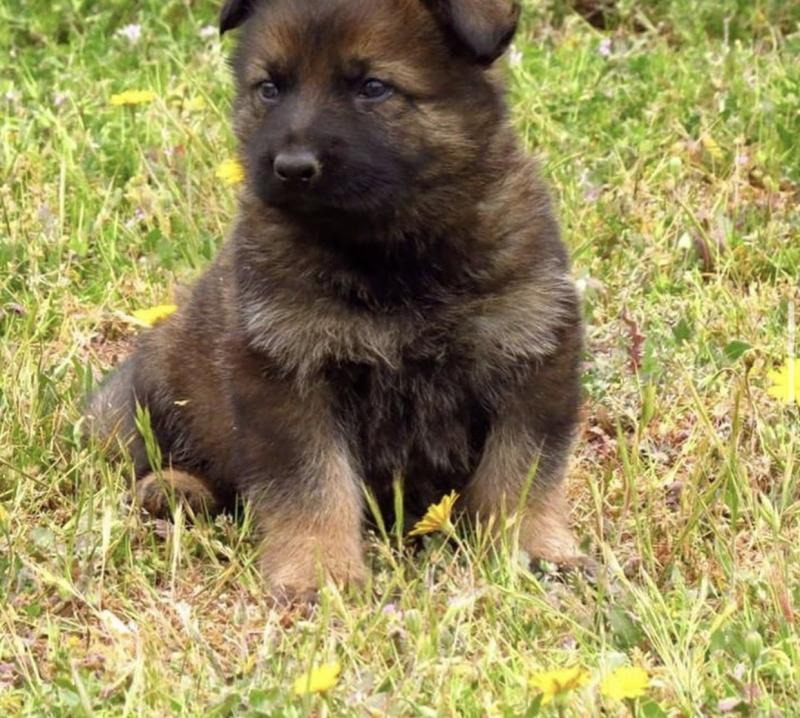 GERMAN SHEPHERD PUPPIES FOR FREE ADOPTION Image eClassifieds4u
