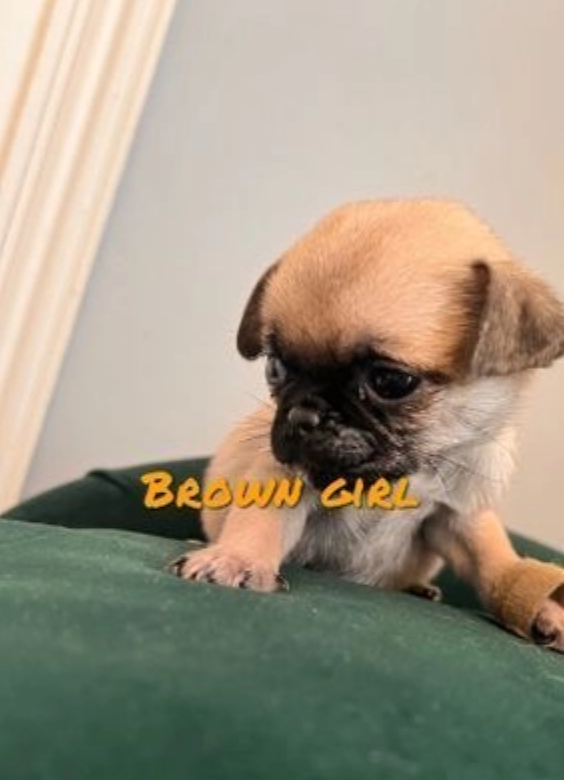 KC Registered Pug puppies available Image eClassifieds4u