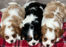 Absolutely gorgeous litter of cavalier King Charles spaniels Image eClassifieds4u 4