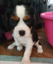 Absolutely gorgeous litter of cavalier King Charles spaniels Image eClassifieds4u 2