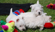 Adorable West Highland Terrier puppies Image eClassifieds4u 2