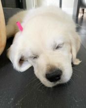 Affectionate Golden Retriever Puppies Image eClassifieds4U