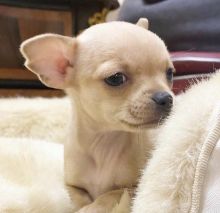 CHIHUAHUA PUPPIES READY FOR THEIR NEW HOME Image eClassifieds4U