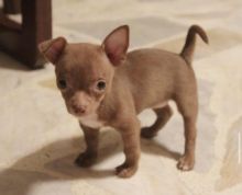 Cute Male and Female Chihuahua Puppies Up for Adoption. Image eClassifieds4u 2
