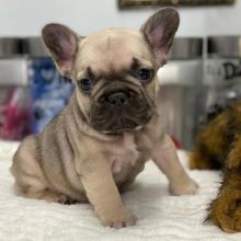 French Bulldog Puppies Ready To Leave For Their Forever Home Image eClassifieds4U