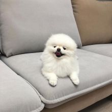 Healthy Home raised Pomeranian pups available Image eClassifieds4U