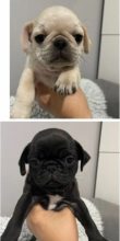 KC Registered Pug puppies available Image eClassifieds4u 2