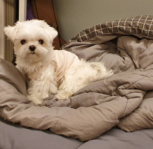 Maltese puppies available for adoption Image eClassifieds4U