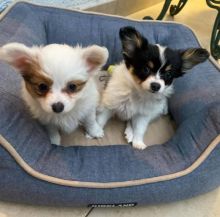 Papillon puppies available Image eClassifieds4u 1