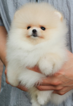 Pomeranian puppies for sale Image eClassifieds4u 2