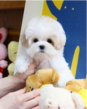 Precious Maltipoo puppies available Image eClassifieds4u 1