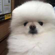 Purebred Pomeranian Puppies Available Image eClassifieds4U