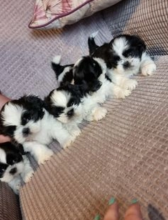 Shih Tzu puppies for sale Image eClassifieds4u 1