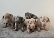 stunning litter of miniature Dachshund Puppies Image eClassifieds4u 2
