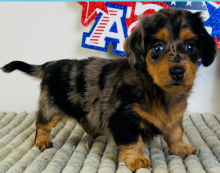 stunning litter of miniature Dachshund Puppies Image eClassifieds4u 1