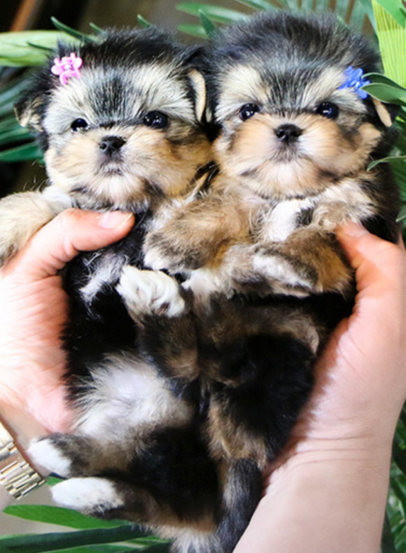Male and female Morkie puppies for sale Image eClassifieds4u