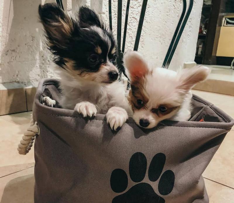 Papillon puppies available Image eClassifieds4u