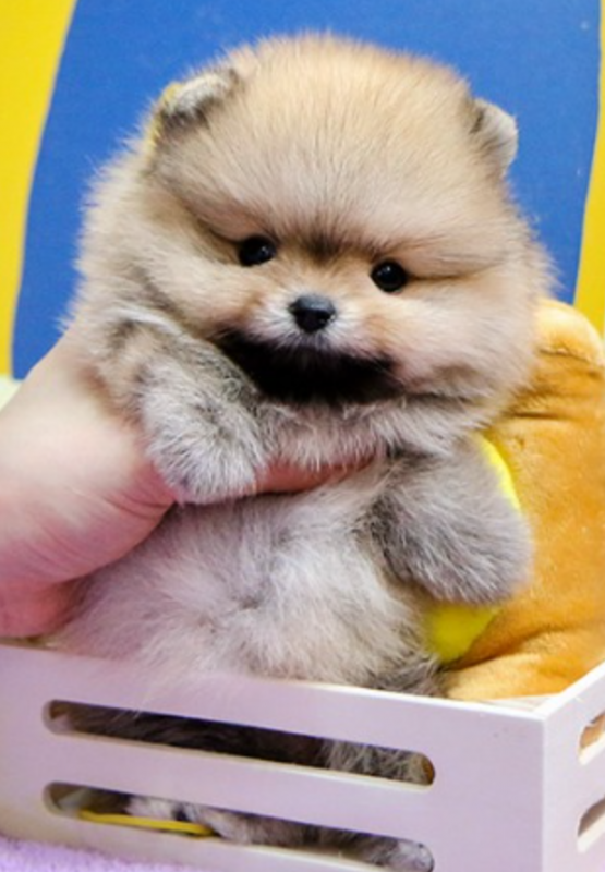Pomeranian puppies for sale Image eClassifieds4u