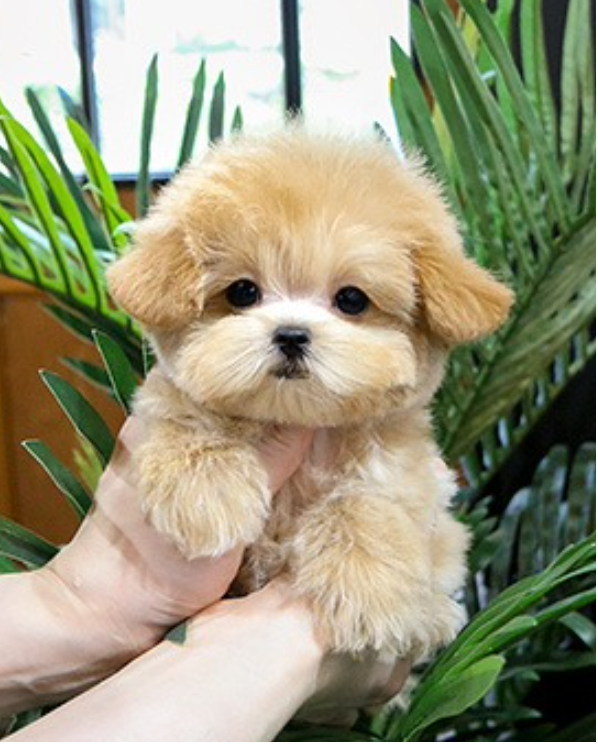 Precious Maltipoo puppies available Image eClassifieds4u