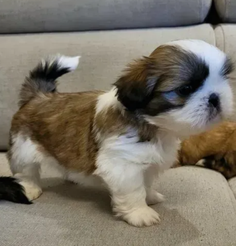 Shih Tzu puppies for sale Image eClassifieds4u