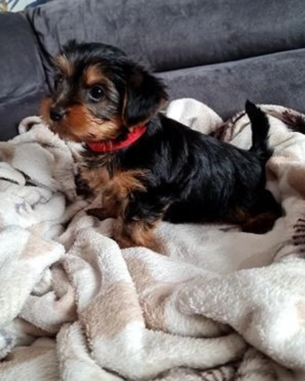 Teacup Yorkie puppies available Image eClassifieds4u