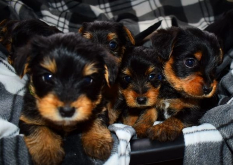 Teacup Yorkie puppies available Image eClassifieds4u