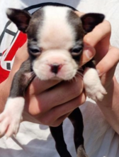 6 beautiful Boston terrier puppies