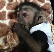 Adorable male and female capuchin monkeys for adoption.
