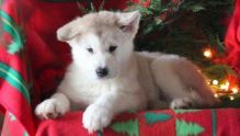 Alaskan Malamute Puppies available for adoption