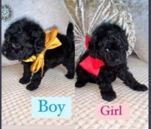 Amazing Toy Poodles for sale