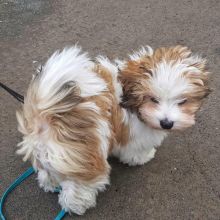Awesome Male and Female Havanese puppies available.