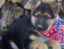 Beautiful German shepherd puppies,