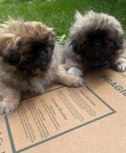 Best of Pekingese Puppies for great homes