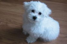 Bichon Frise Puppies for Adoption...