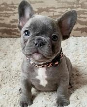 CHAMPION BLOODLINE FRENCH BULLDOG PUPPIES,,