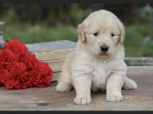 Cute Golden Retriever puppies for adoption.