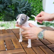 Cute italian greyhound puppies