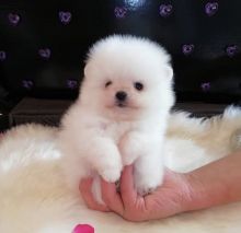 Cute POMERANIAN Puppies...!!!