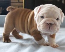 English Bulldog Puppies Available.. !!!