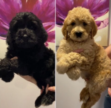 Goldendoodle puppies for sale