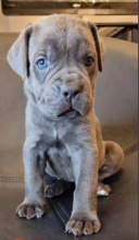 Gorgeous Cane Corso pups for sale