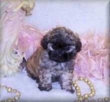 GORGEOUS SHIH POO PUPPIES !!!