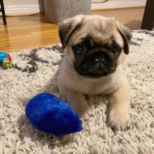 Healthy male and female Pug pup Seeking new homes Email address(melissa24allyssa@gmail.com)